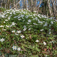 Buy canvas prints of Wood Anemones in Flower by Richard Laidler