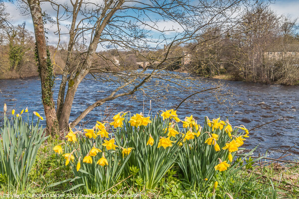 Daffodils on the Riverbank at Barnard Castle, Teesdale Picture Board by Richard Laidler
