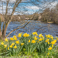 Buy canvas prints of Daffodils on the Riverbank at Barnard Castle, Teesdale by Richard Laidler