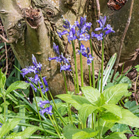 Buy canvas prints of First Bluebells of Spring by Richard Laidler