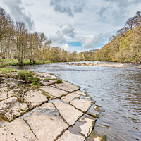 Buy canvas prints of The River Tees Upstream from Whorlton in Early Spring by Richard Laidler