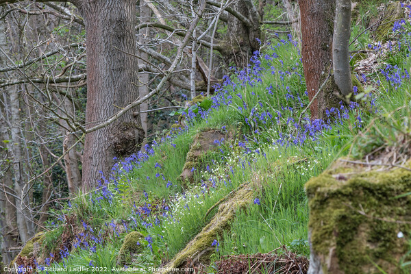 Woodland Bluebells Picture Board by Richard Laidler