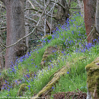Buy canvas prints of Woodland Bluebells by Richard Laidler