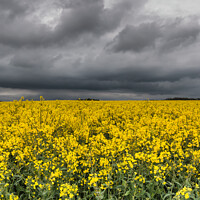 Buy canvas prints of Yellow Rape Field and Sinister Sky by Richard Laidler