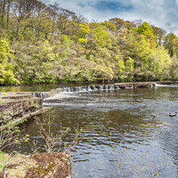 Buy canvas prints of Spring Greens at Whorlton, Teesdale by Richard Laidler