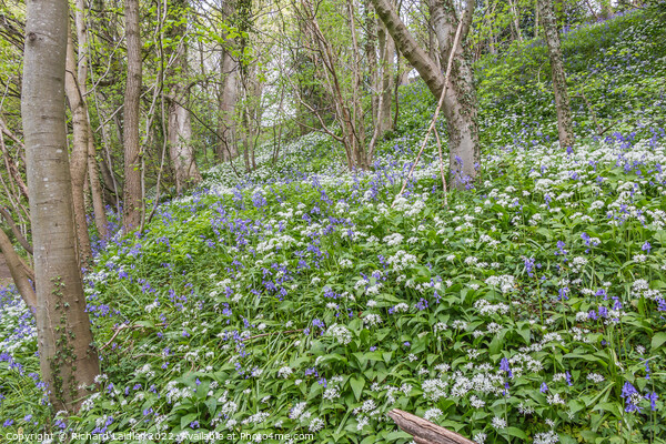 Bluebells and Wild Garlic Woods Picture Board by Richard Laidler