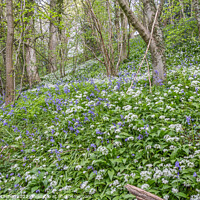 Buy canvas prints of Bluebells and Wild Garlic Woods by Richard Laidler