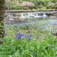 Buy canvas prints of Bluebells on the Riverbank by Richard Laidler