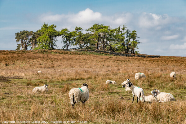 Grazing at Scarney Hill, Teesdale Picture Board by Richard Laidler