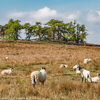 Buy canvas prints of Grazing at Scarney Hill, Teesdale by Richard Laidler