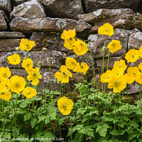 Buy canvas prints of Yellow Welsh Poppies by Richard Laidler