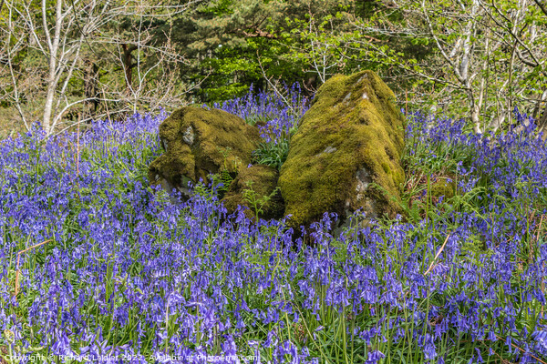 Bluebells at Low Force, Teesdale Picture Board by Richard Laidler