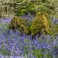 Buy canvas prints of Bluebells at Low Force, Teesdale by Richard Laidler