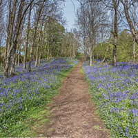 Buy canvas prints of Bluebells on the Pennine Way at Low Force, Teesdale by Richard Laidler