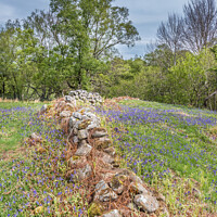 Buy canvas prints of Bluebells at Low Force (3) by Richard Laidler