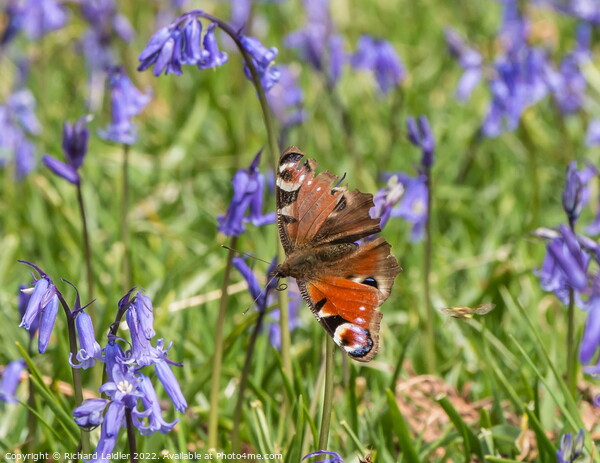 Peacock Butterfly and Bluebells Picture Board by Richard Laidler