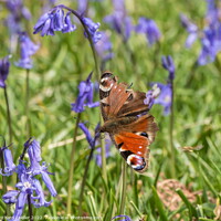 Buy canvas prints of Peacock Butterfly and Bluebells by Richard Laidler