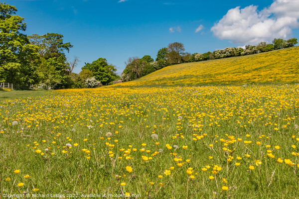 Buttercup Meadow Picture Board by Richard Laidler