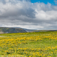 Buy canvas prints of Marsh Marigolds at Langdon Beck, Teesdale by Richard Laidler