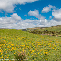 Buy canvas prints of Marsh Marigolds at Harwood, Teesdale by Richard Laidler