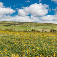 Buy canvas prints of Marsh Marigolds at Harwood, Teesdale by Richard Laidler