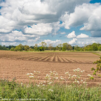 Buy canvas prints of Potato Crop at Thorpe, Teesdale by Richard Laidler