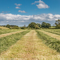 Buy canvas prints of Haymaking at Hutton Magna (1) by Richard Laidler