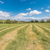 Buy canvas prints of Haymaking at Hutton Magna (2) by Richard Laidler
