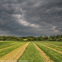 Buy canvas prints of Freshly Cut Silage at Wycliffe (1) by Richard Laidler