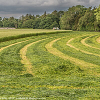 Buy canvas prints of Freshly Cut Silage at Wycliffe (2) by Richard Laidler