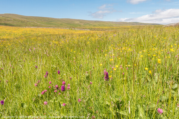 Harwood Hay Meadow, Teesdale (2) Picture Board by Richard Laidler