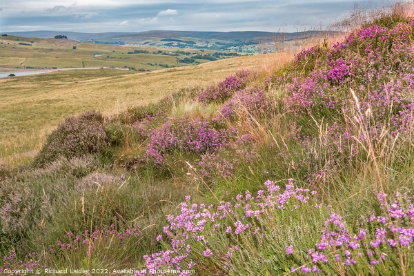Bell Heather on Harker Hill, Teesdale Picture Board by Richard Laidler