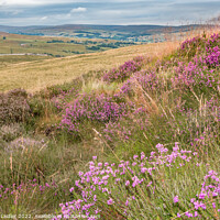 Buy canvas prints of Bell Heather on Harker Hill, Teesdale by Richard Laidler