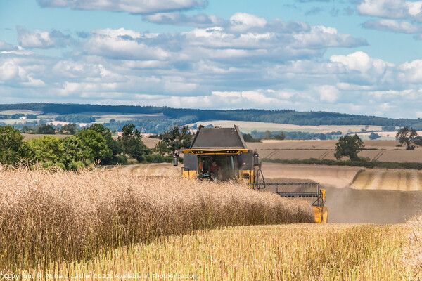 OSR Harvest at Foxberry Aug 2022 (2) Picture Board by Richard Laidler