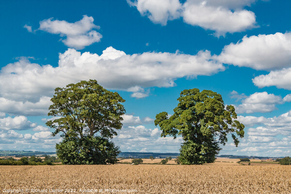 Big Harvest Sky at Foxberry Picture Board by Richard Laidler
