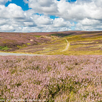 Buy canvas prints of Flowering Heather at Little Eggleshope, Teesdale by Richard Laidler