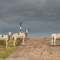 Buy canvas prints of 3D Sheep by Richard Laidler