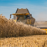 Buy canvas prints of Wheat Harvest on Foxberry Aug 2022 (2) by Richard Laidler