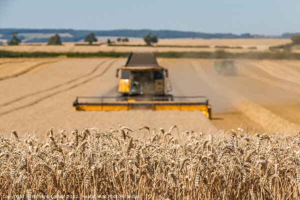 Wheat Harvest on Foxberry Aug 2022 (3) Picture Board by Richard Laidler