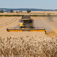 Buy canvas prints of Wheat Harvest on Foxberry Aug 2022 (3) by Richard Laidler