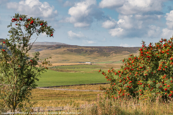 Towards Widdybank Farm and Fell, Teesdale Picture Board by Richard Laidler