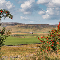 Buy canvas prints of Towards Widdybank Farm and Fell, Teesdale by Richard Laidler
