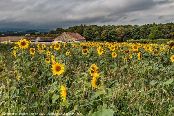Stormy Sunflowers Picture Board by Richard Laidler