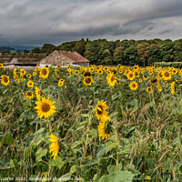 Buy canvas prints of Stormy Sunflowers by Richard Laidler