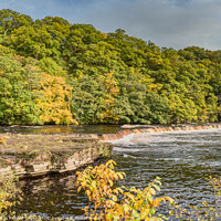 Buy canvas prints of Autumn Tints at Whorlton, Teesdale  by Richard Laidler