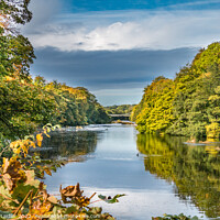 Buy canvas prints of Autumn Tints at Wycliffe, Teesdale by Richard Laidler