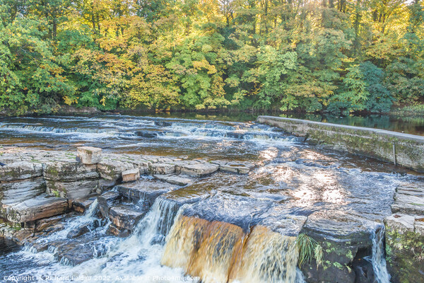 The Falls on the River Swale at Richmond Picture Board by Richard Laidler