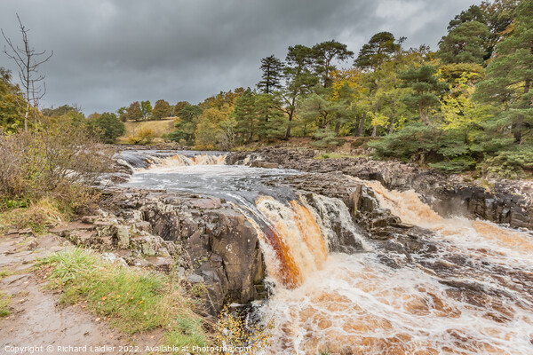 Autumn Brighness at Low Force Waterfall, Teesdale Picture Board by Richard Laidler