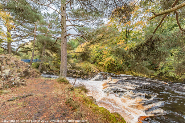 Autumn Brighness at Wynch Bridge, Teesdale Picture Board by Richard Laidler