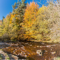 Buy canvas prints of Autumn at Bow Lee Beck, Teesdale by Richard Laidler